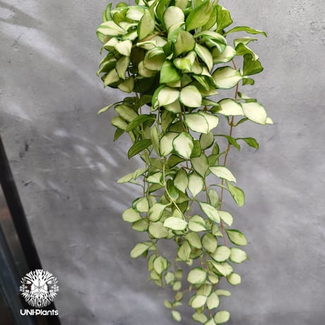 1263＊Hoya ＊ホヤ ＊ヘウスケリアナ ＊パープル＊ ホヤヘウスケリアナ