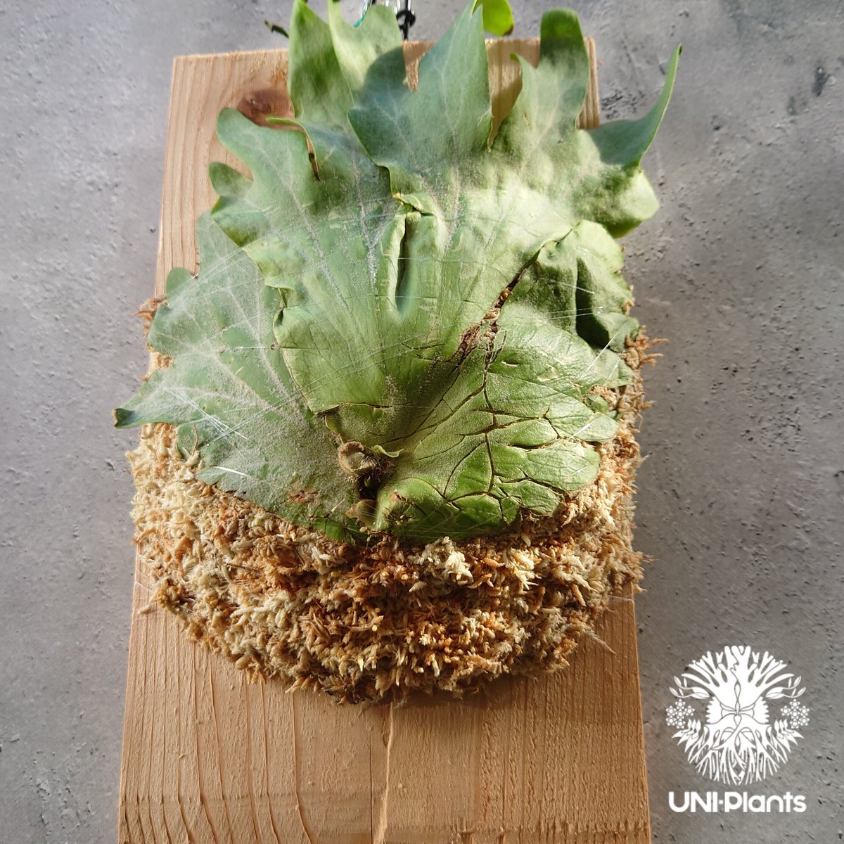 値下げ日　ビカクシダ　ワリチー　大株 初入荷! ビカクシダ ワリチー Platycerium wallichii コウモリラン ビ