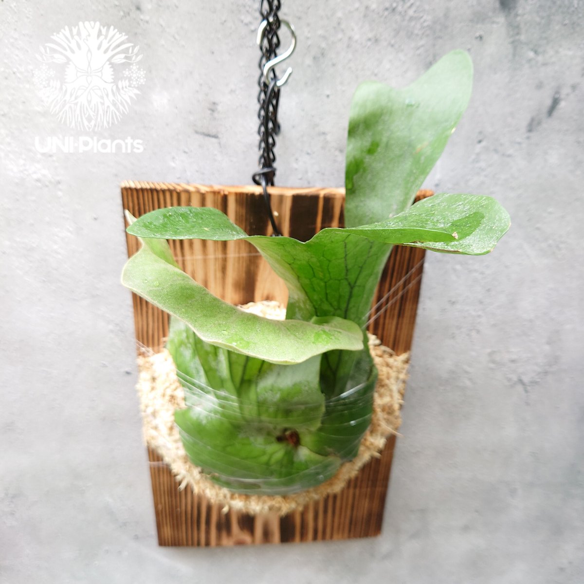 初入荷! ビカクシダ ホルタミー Platycerium holttumii コウモリ 初入荷! ビカクシダ ホルタミー Platycerium holttumii コウモリ