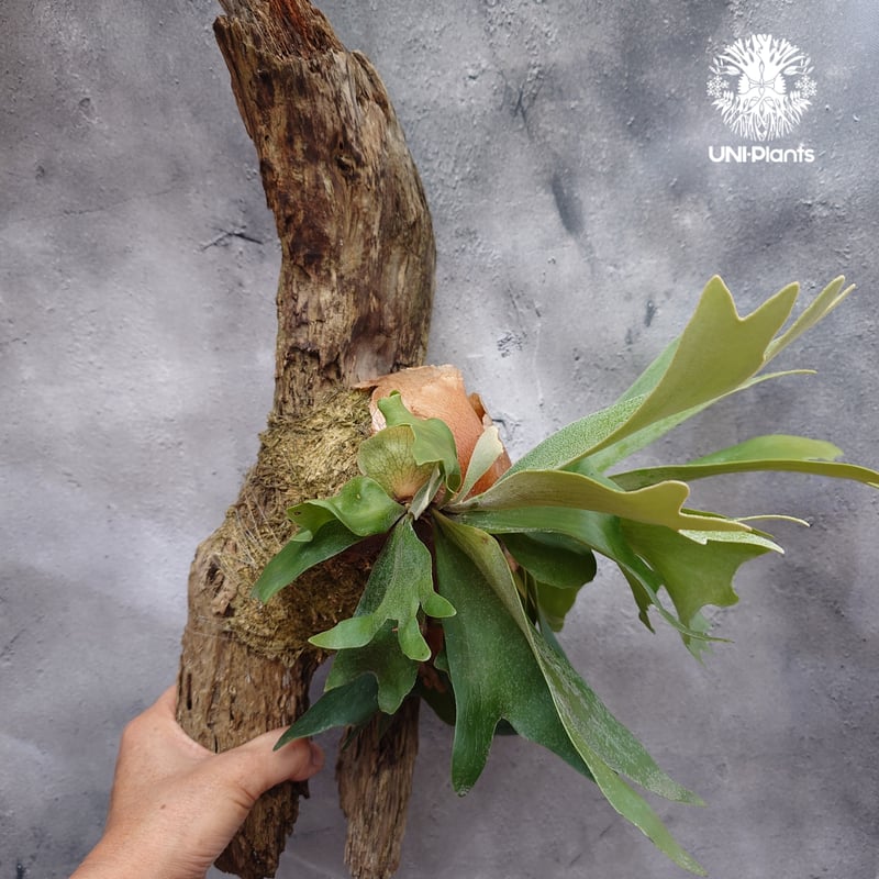 Platycerium sp.(spore) ビカクシダ スポア ビカクシダ シダ植物 ビカ