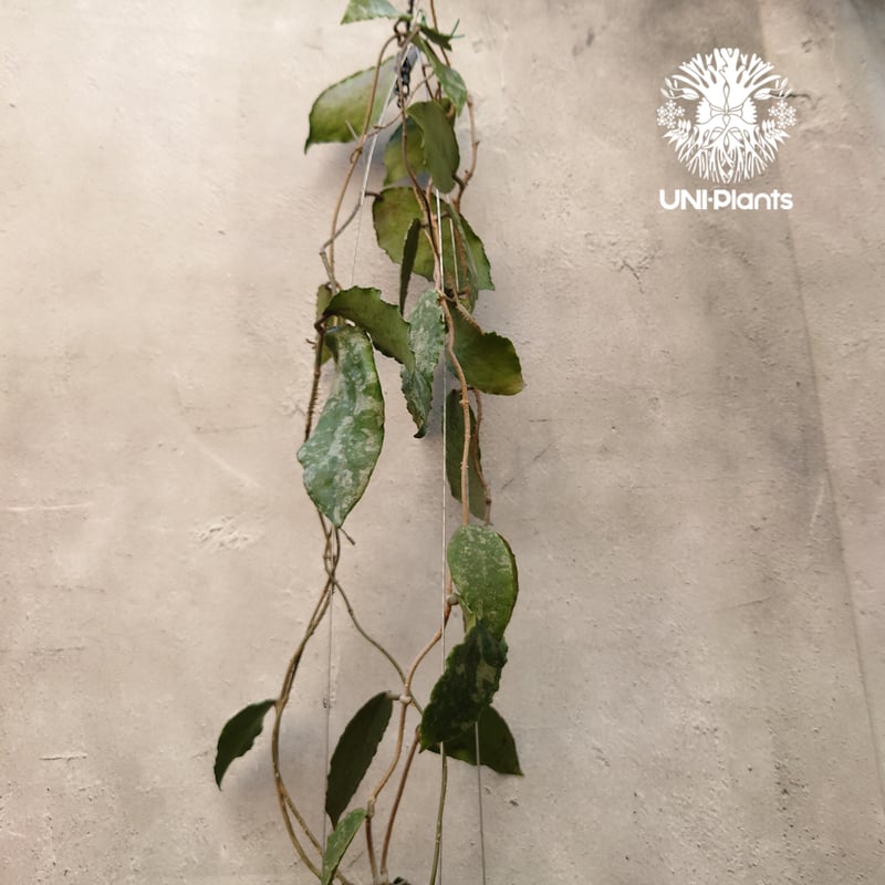 Hoya Caudata gold ホヤ カウダータ ゴールド ホヤ植物 植物 珍奇