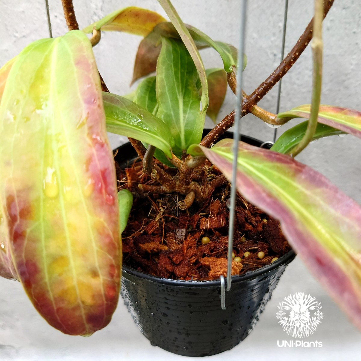 Hoya bordenii ホヤ ボルデニー 希少 ホヤ植物 ホヤの花 珍しい 希少な