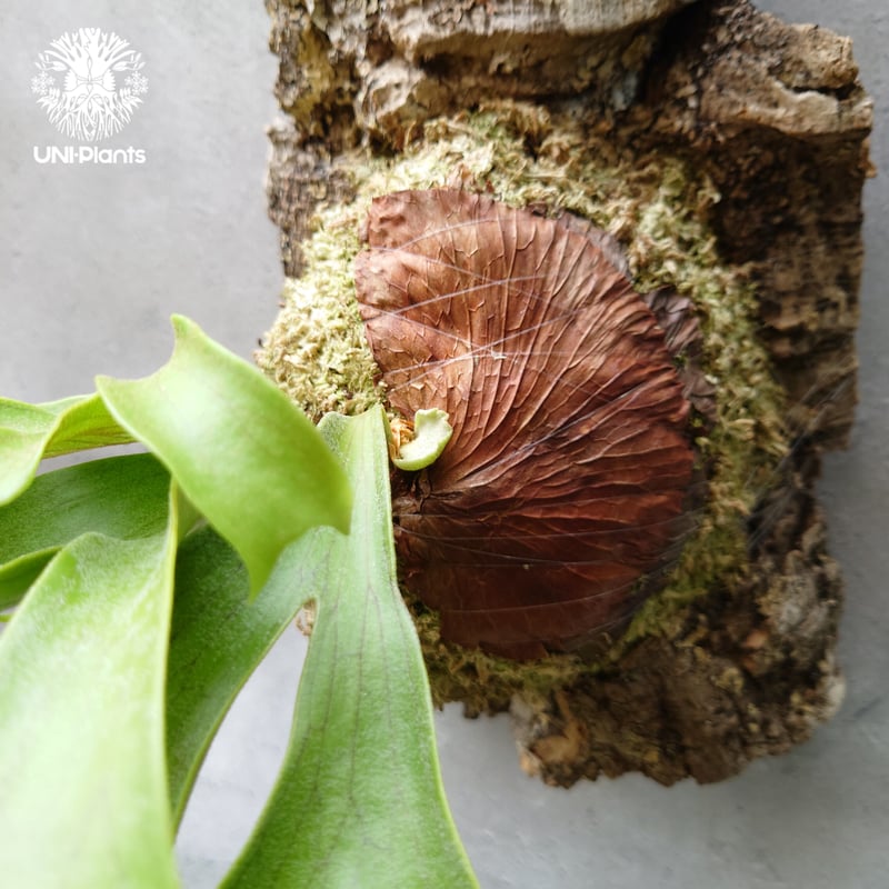 ビカクシダ コロナリウム フィリピネスフォーム Platycerium