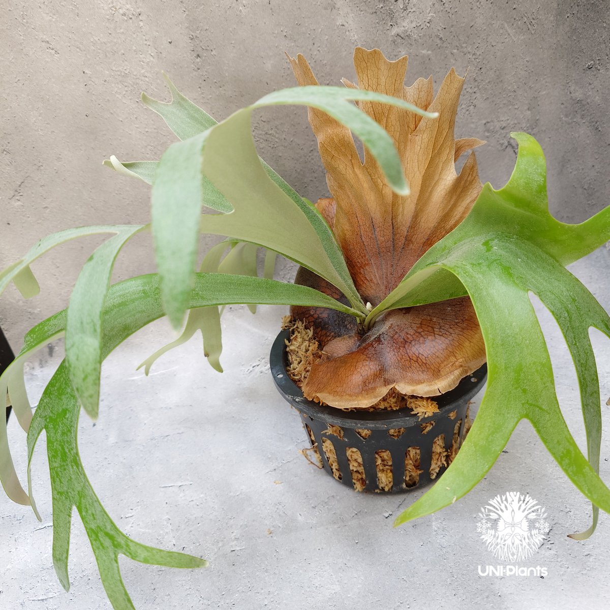 Platycerium Banna #A (pup) ビカクシダ バンナ #A (子株) ビカ Platycerium Banna #A (pup) ビカクシダ バンナ #A (子株) ビカ