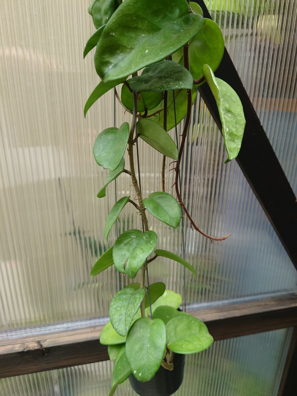 セール　レア　珍種　ホヤ　Hoya chloroleucha サクララン レア 原種 ホヤ ロビー ブラック サクララン 鉢花 吊鉢 インドア