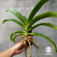 開花間近 バンダ 洋蘭 Vanda orchid 大株 ラン 蘭 花が綺麗な洋 開花間近 バンダ 洋蘭 Vanda orchid 大株 ラン 蘭 花が綺麗な洋