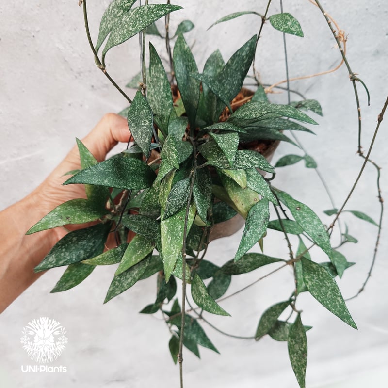 タイ直輸入・希少】Hoya parviflora splash ｜ホヤ ｜珍品・着生植物