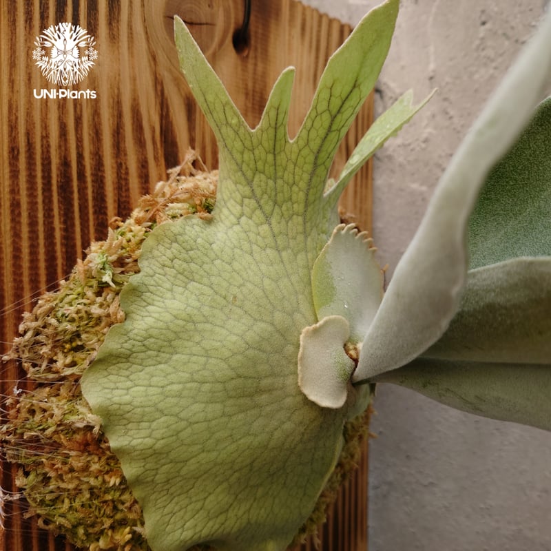 P.vellii ベリー ビカクシダ 子株 【公式通販】