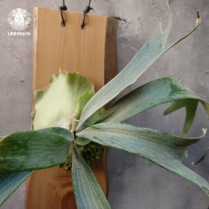 Platycerium White Wing sporeling (P.veitchii x