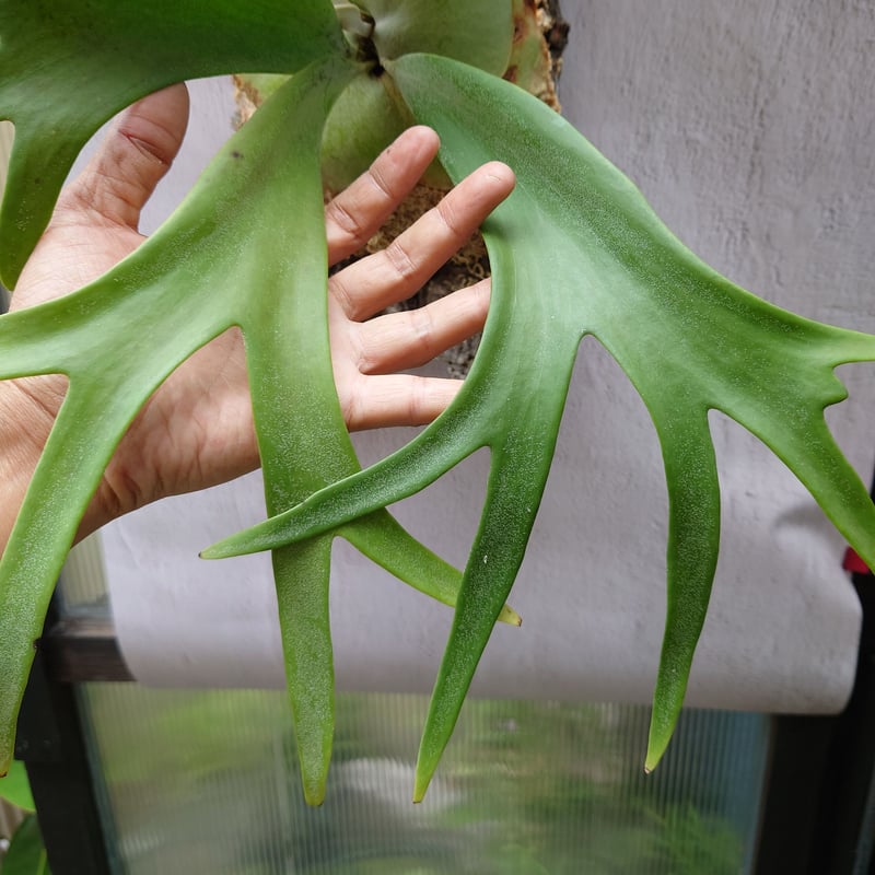 ビカクシダ ウィリンキーcv.インドネシア Platycerium