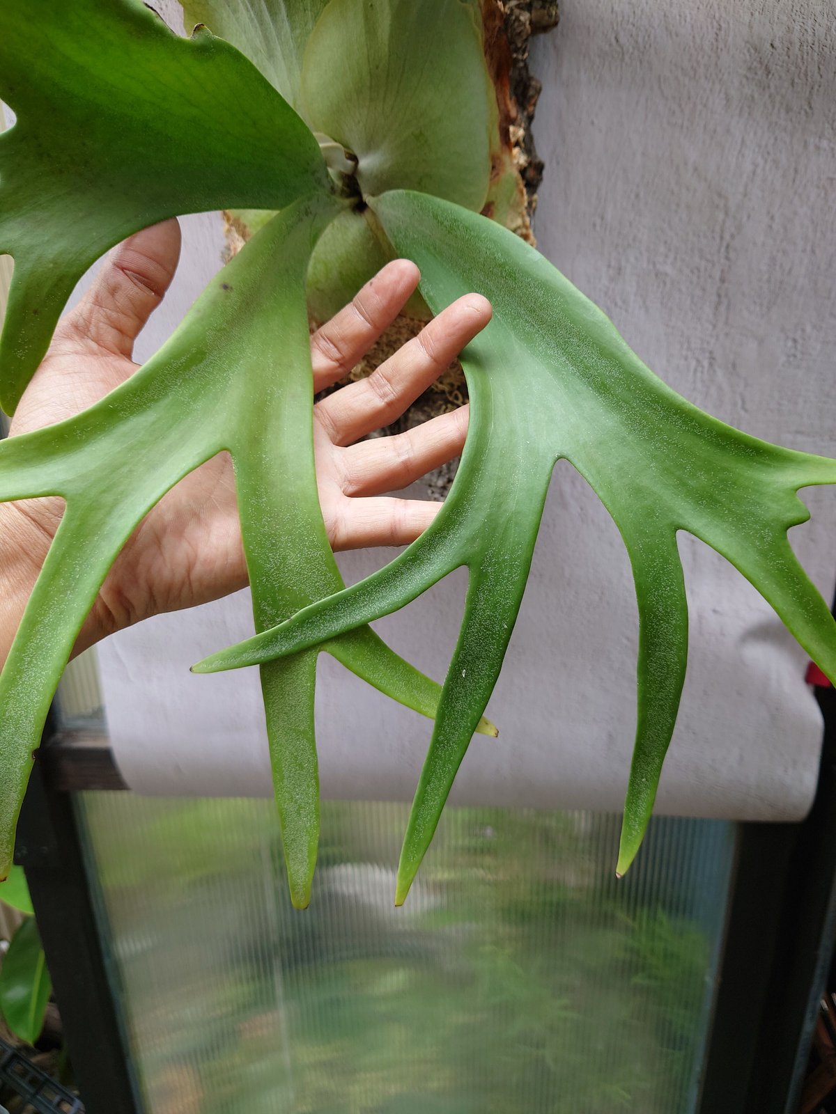 採れたて！！】Platycerium willinckii【2022-WW36