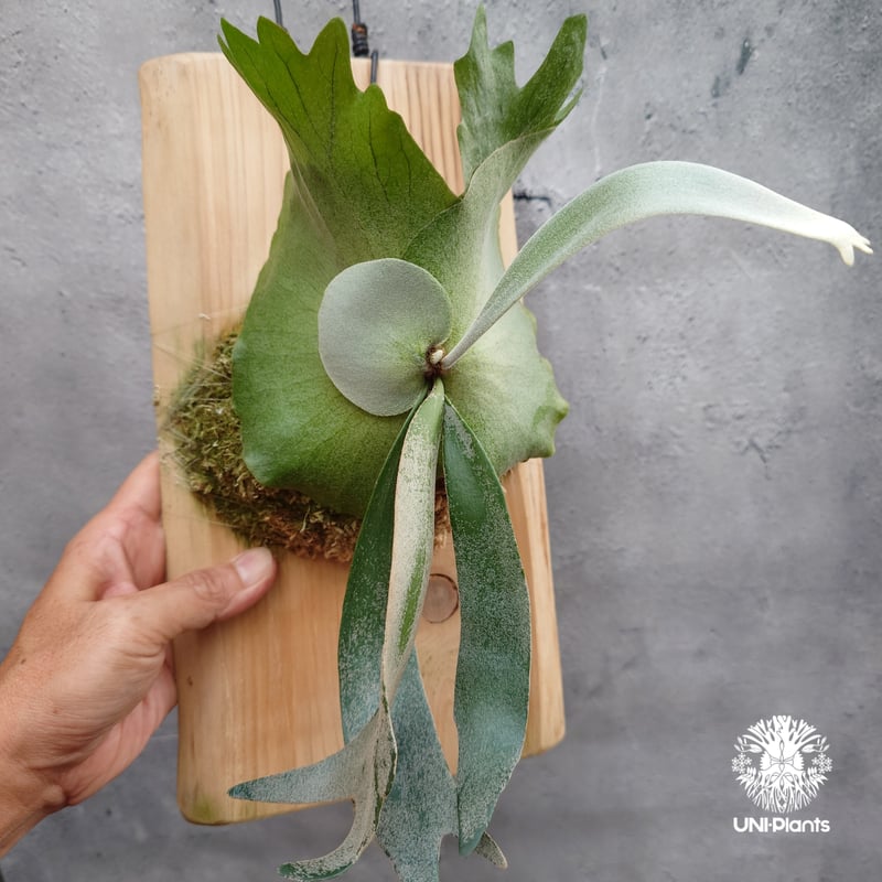 Platycerium willinckii 'W.A.Manda ビカクシダ ウィリンキー