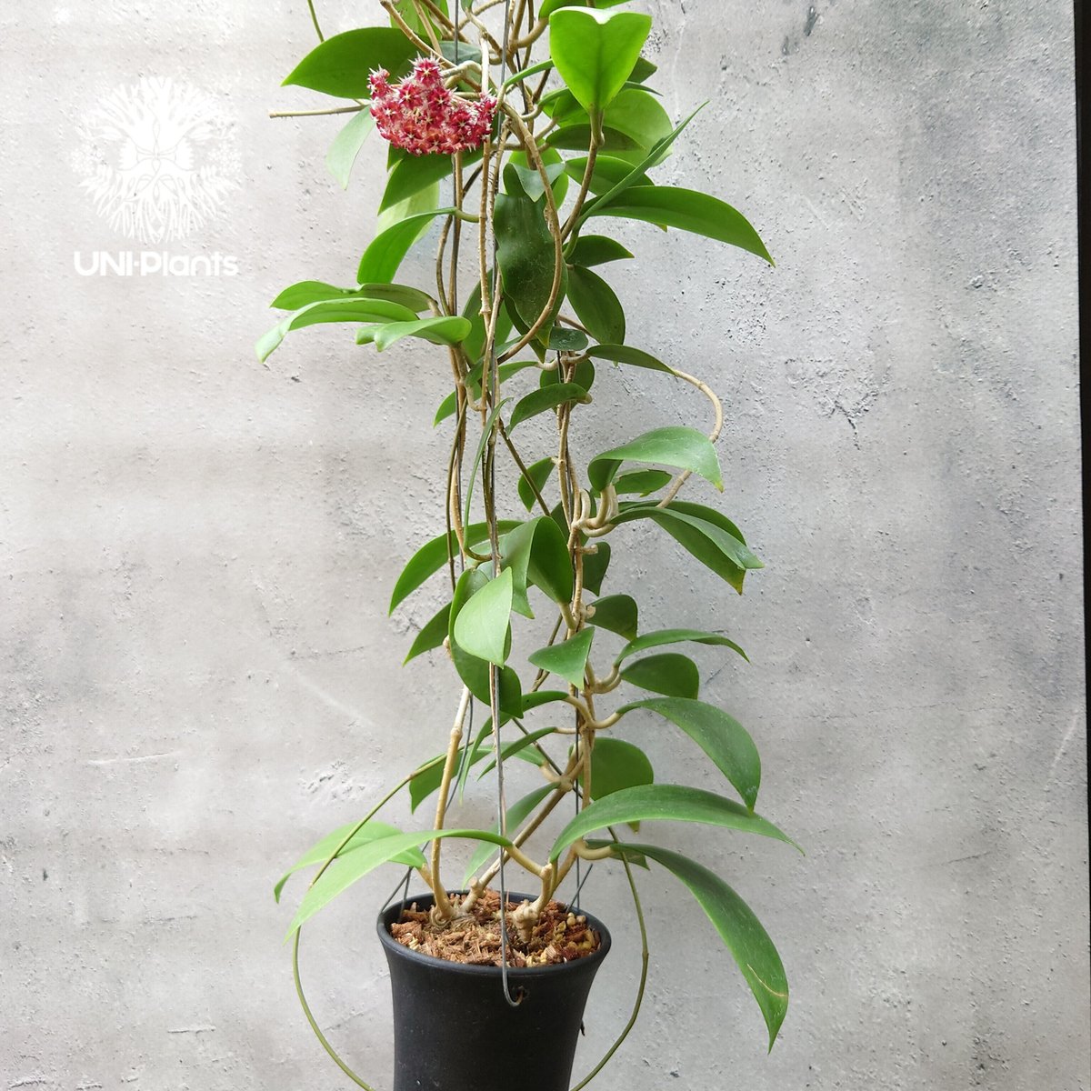 ホヤ　ミンドレンシス 開花中 希少! Hoya mindorensis superba ホヤミンドレンシス