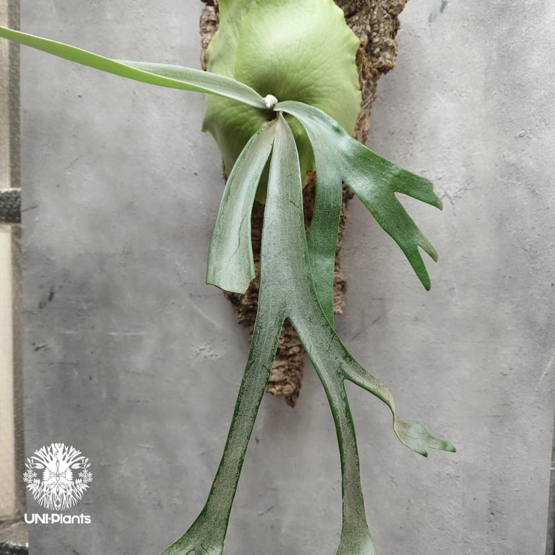 ビカクシダ ウィリンキーPlatycerium willinkii Platycerium willinckii Thin and long (pup) Tonk