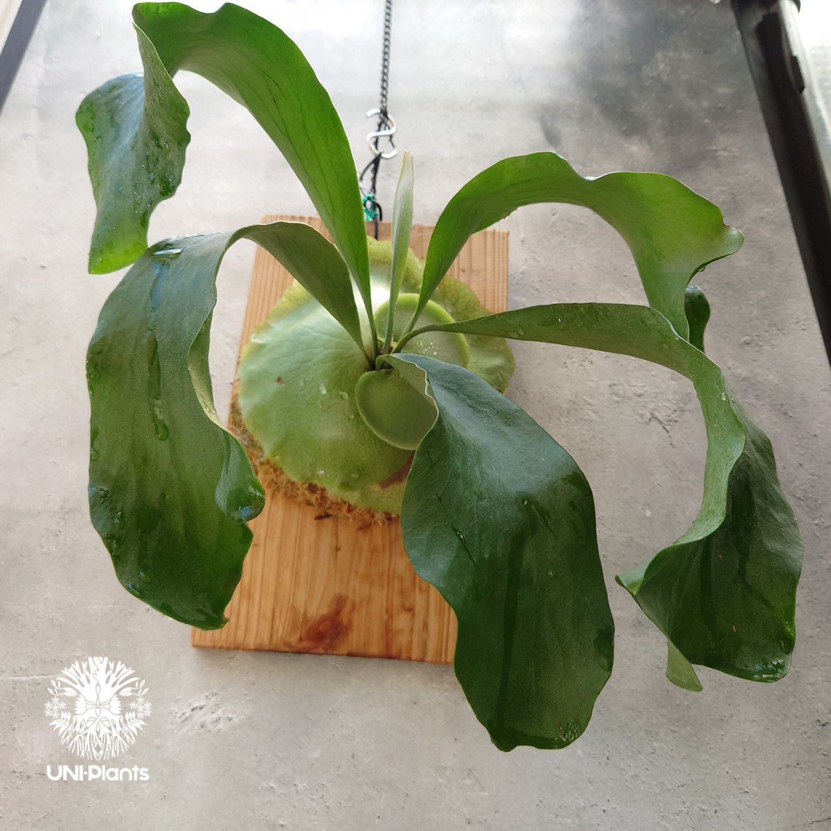 ビカクシダ　ヒリー　パナマ　P. hillii panama ビカクシダ パナマ Platycerium hillii ' Panama ' コウモリラ