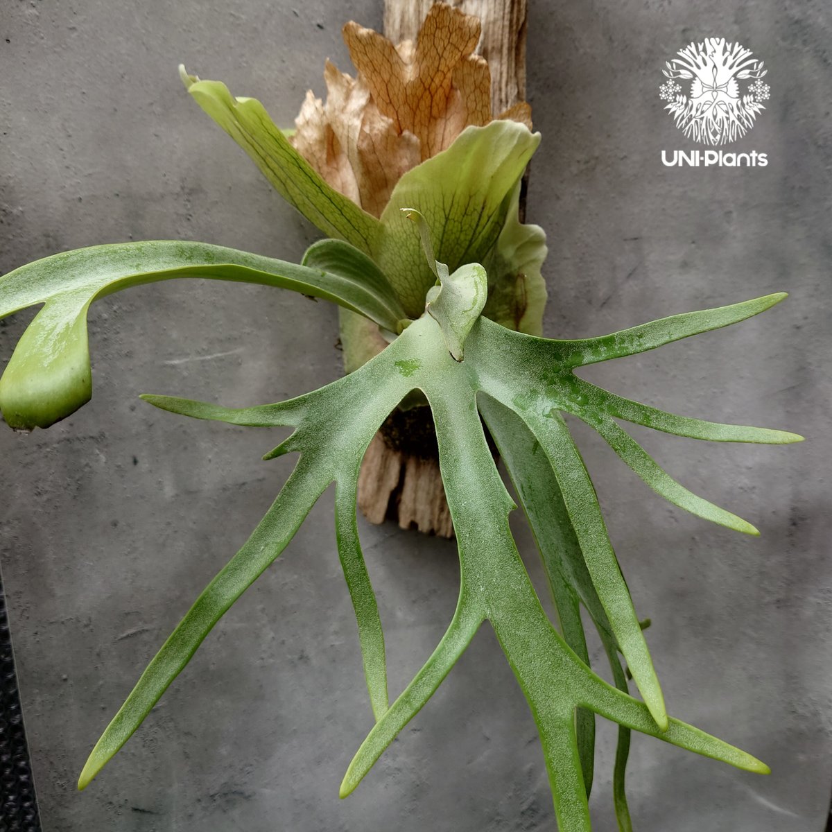 P. willinckii wild 『ビカクシダウィリンキー中株』 (ザ P. willinckii wild 『ビカクシダウィリンキー中株』 (ザ