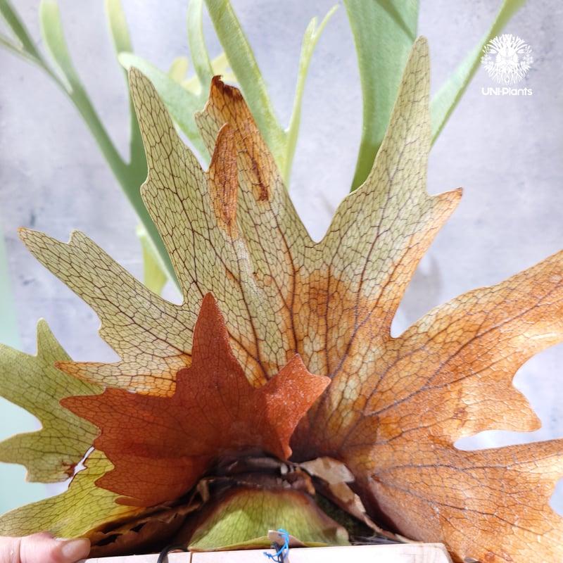 タイ直輸入・現地選抜】Platycerium Kusanagi | ビカクシダ クサナギ(