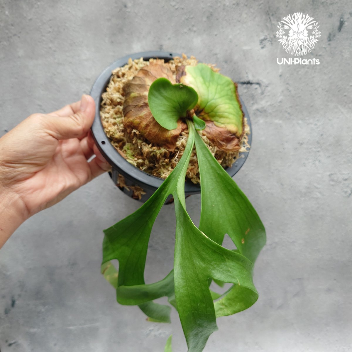 Platycerium coronarium ' Lesasha ' ビカクシダ コロナリウム