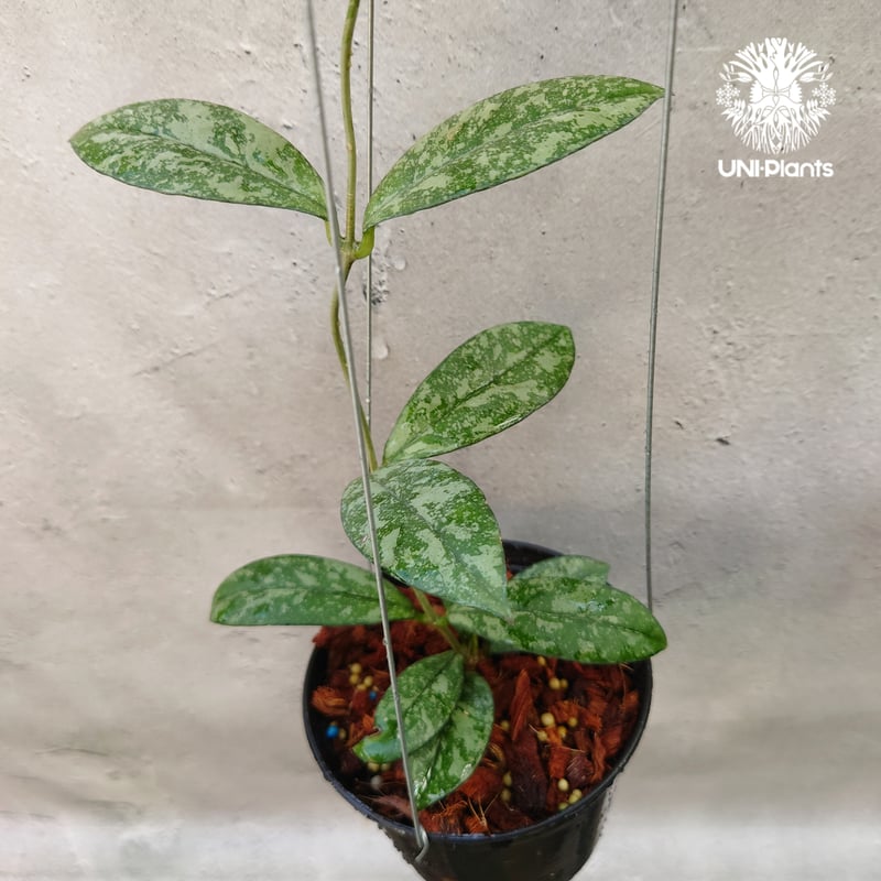 Hoya Crassipetiolata super splash ホヤ クラシペティオラータ