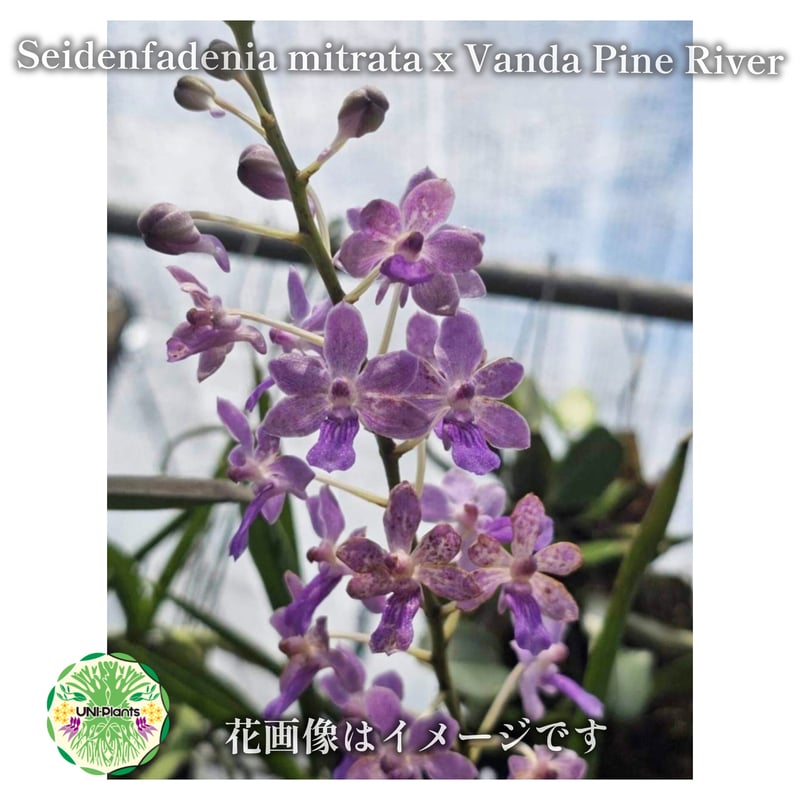 Seidenfadenia mitrata x Vanda Pine River セイデンファ