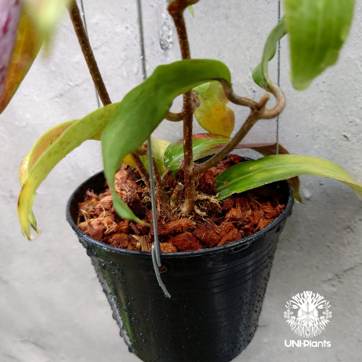 Hoya bordenii ホヤ ボルデニー 希少 ホヤ植物 ホヤの花 珍しい 希少な