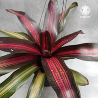 Neoregelia Margaret ネオレゲリア マーガレット Neoregelia ブロメリア Bromeliad ブロメリア科ネオレゲリア属