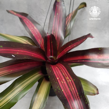 CATEGORY タンクブロメリア | UNI-Plants ビカクシダ、ホヤ植物
