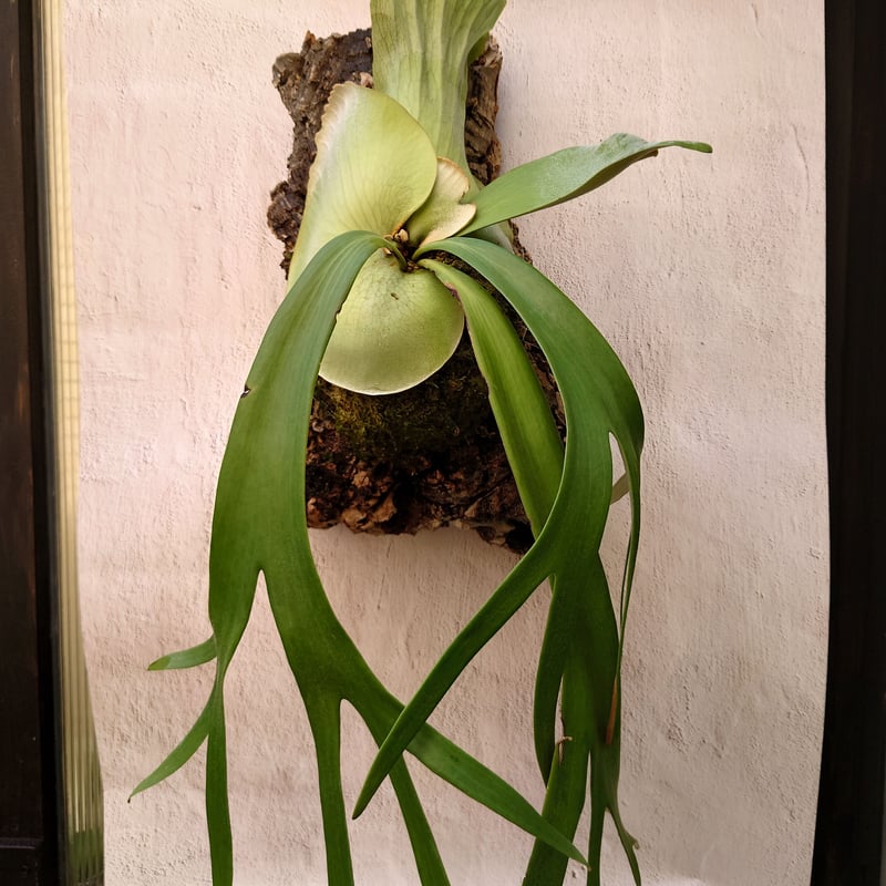 ビカクシダ ウィリンキーcv.インドネシア Platycerium ビカクシダ ウィリンキーcv.インドネシア Platycerium