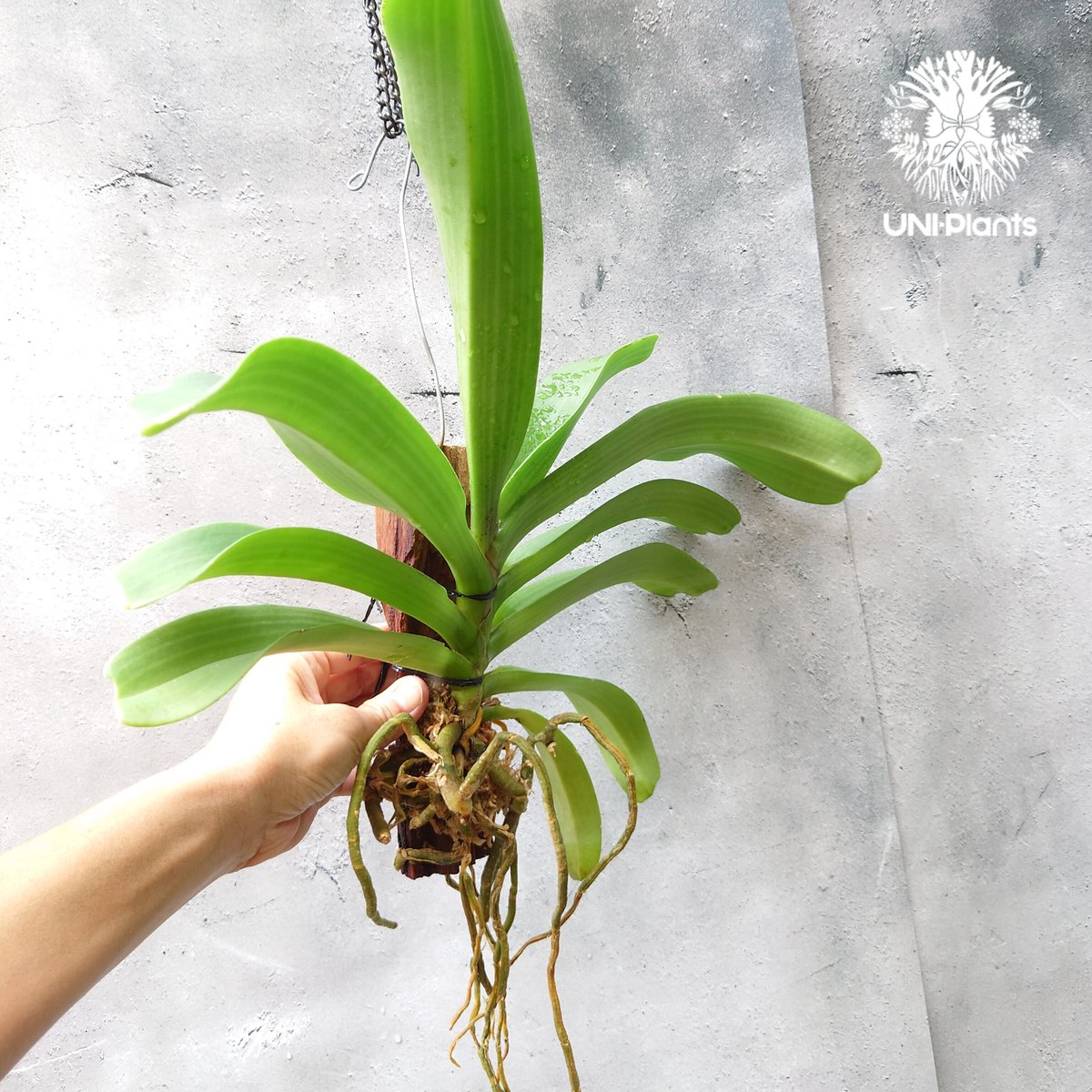 リンコスティリス Rhynchostylis hybrid Red 着生植物 珍しい 着生蘭