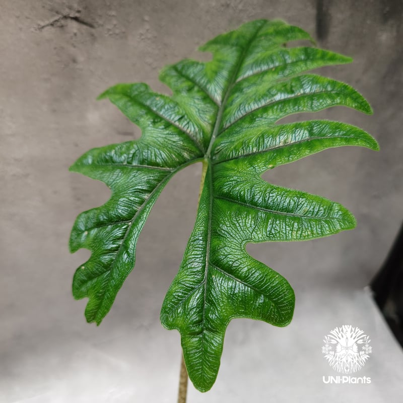 希少 アロカシア ジャックリン オーレア アロカシア ジャックリン 希少種 レア 観葉植物 インドア