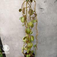 HOYA ヌンムラリオイデス 250808 17 観葉植物 種類 室内 おしゃれ 吊り下げ ホヤ・ヌンムラリオ