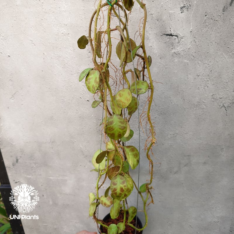 Hoya Waymaniae Malaysia ホヤ ウェイマニアエ マレーシア ホヤ植物 ホ