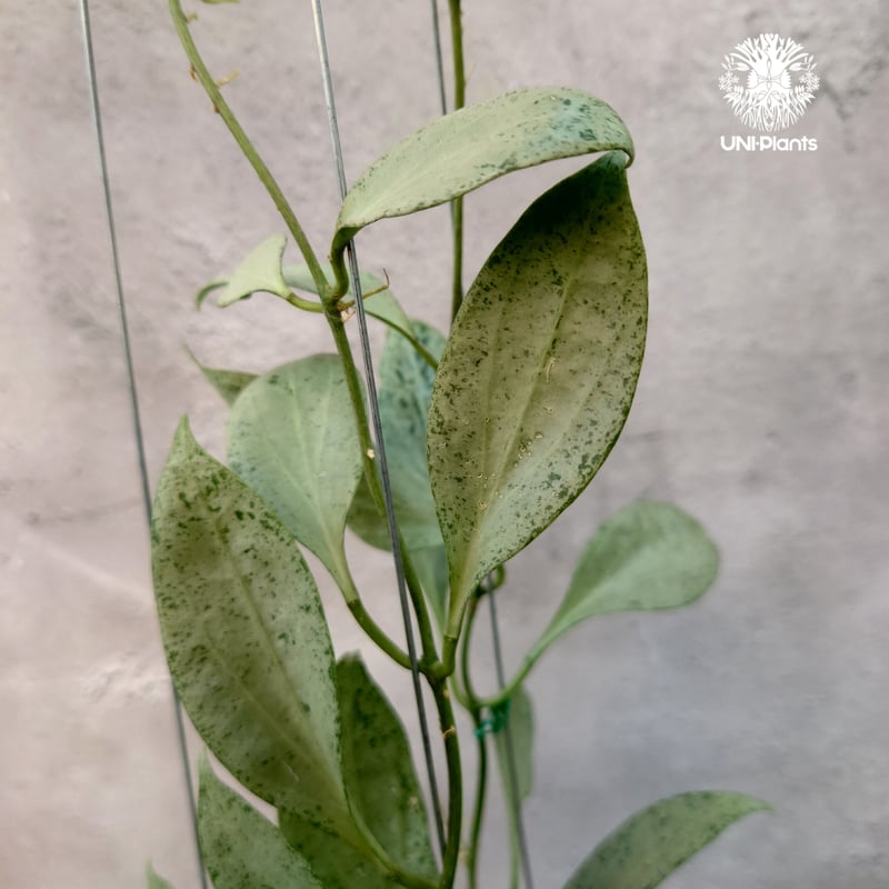 ホヤ ニューギニアゴースト Hoya New guinea ghost 希少 ホヤ植物 希少