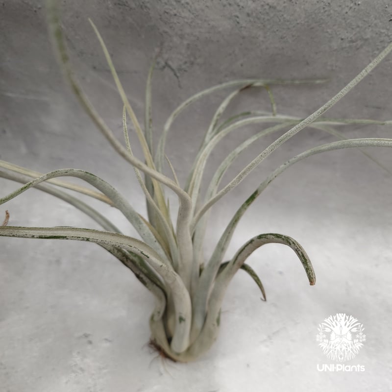 Tillandsia Kraken チランジアクラーケン Tillandsia インテリア植物