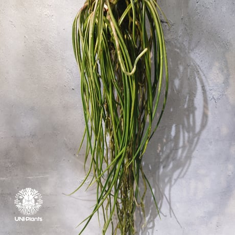 【タイ直輸入・着生ラン】Seidenfadenia mitrata ' pink ' |  セイデンファデニア ミトラタ pink｜Orchid｜着生ラン｜着生蘭