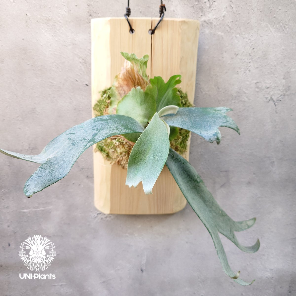 Platycerium willinckii wild East Java (pup) ビカク