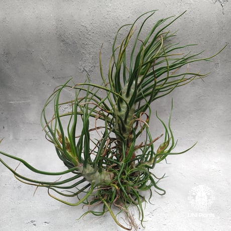 Tillandsia Bulbosa (L) チランジア・ブルボーサTillandsia  エアープランツ エアプランツ ティランジア