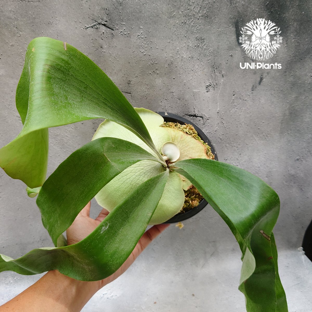 ビカクシダ HANABI ocpup② Yahoo!オークション - P.Hanabi