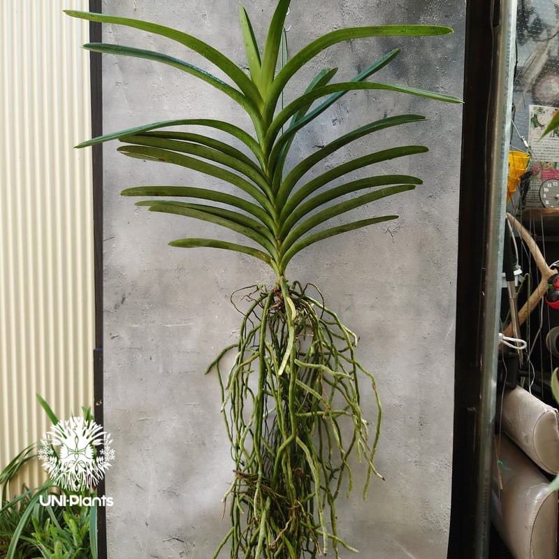 バンダ 洋蘭 Vanda orchid 大株 ラン 蘭 花が綺麗な洋ラン | UNI