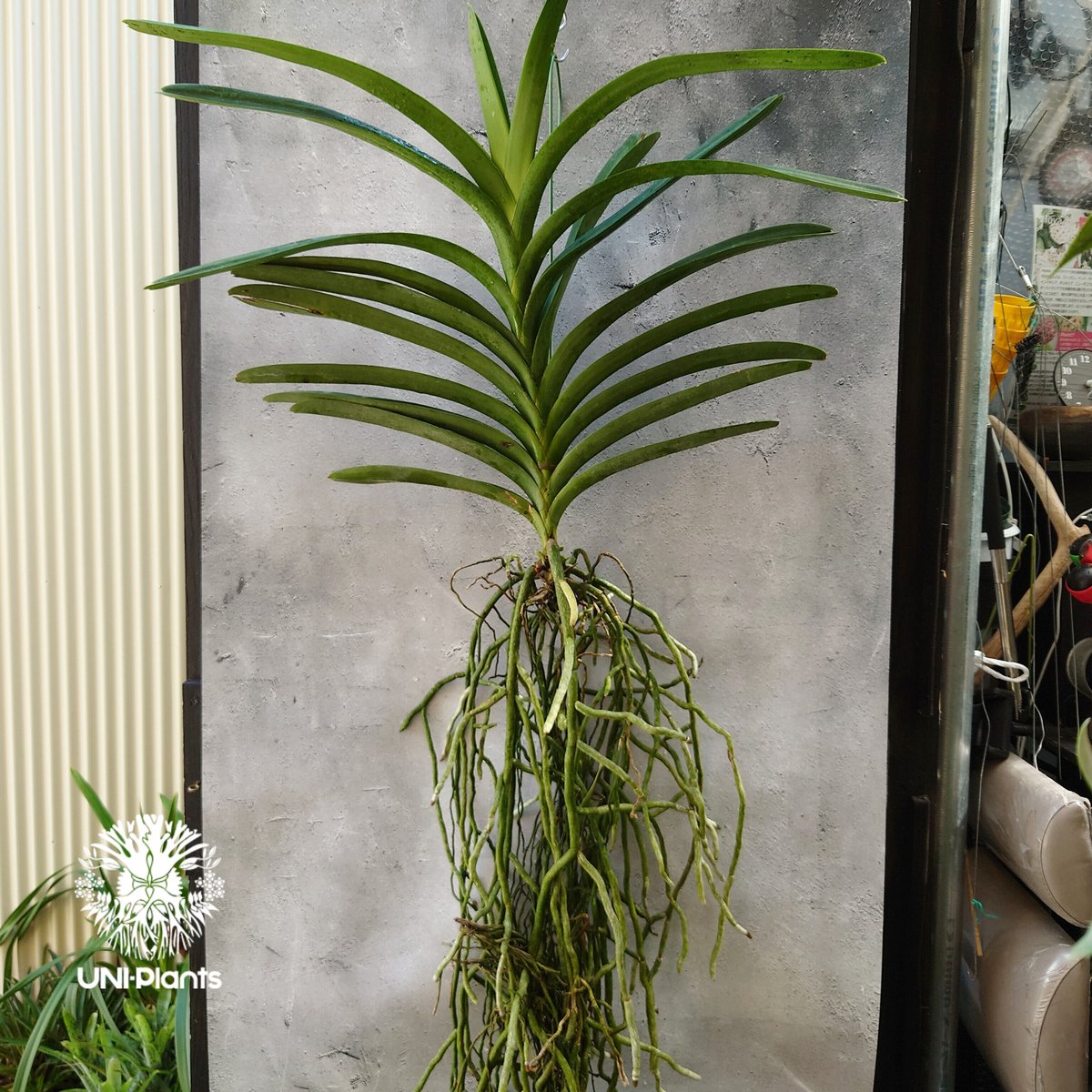バンダ 洋蘭 Vanda orchid 大株 ラン 蘭 花が綺麗な洋ラン | UNI-Pla