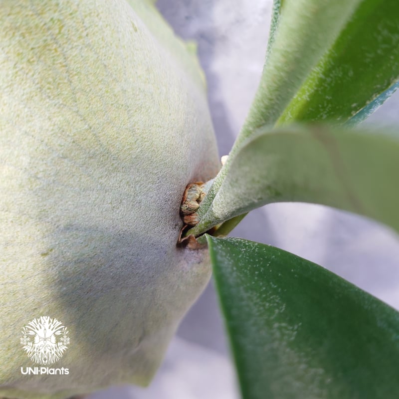 ⌘ビカクシダ⌘ Platycerium alcicorne アルシコルネ Amazon.co.jp: PLANCHU 観葉植物 ビカクシダ アルキコルネ 3.5号