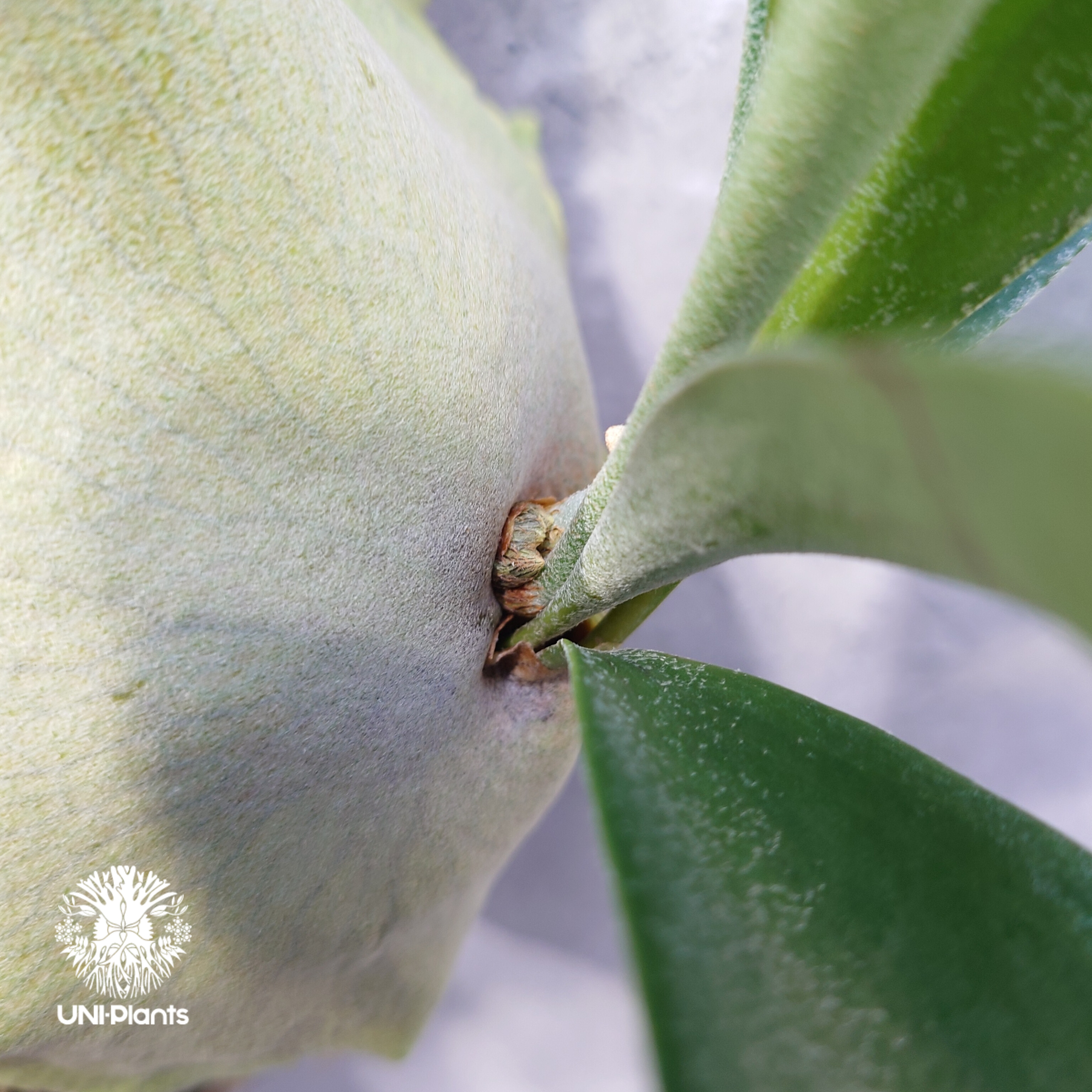 ビカクシダ アルシコルネ Platycerium alcicorne ビカクシダ原種 シダ