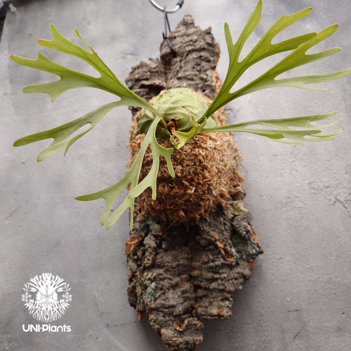 ridleyi pakarang spore コルク付け　パカラン Platycerium ridleyi Pakarang ビカクシダ リドレイ パカラン