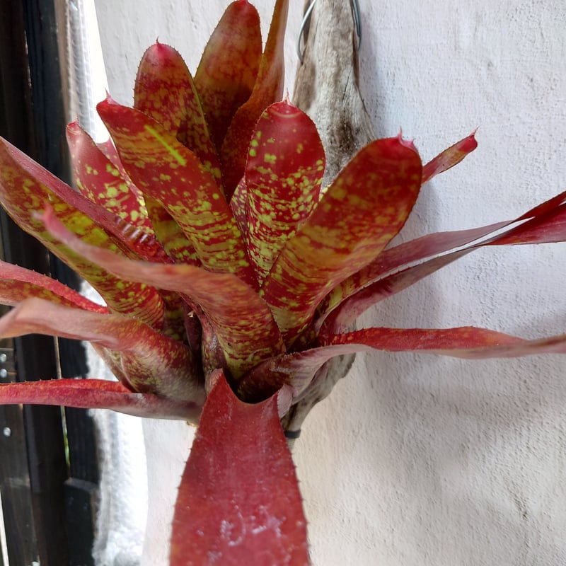 大株 ネオレゲリア ネオレゲリア 大株 【公式通販】