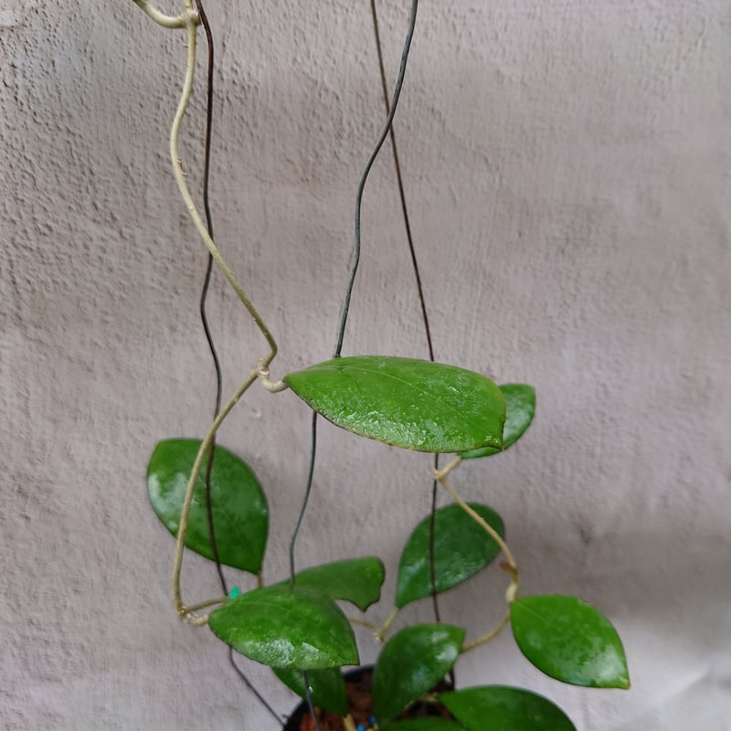 ホヤ cv.ナタリー Hoya cv. Nathalie ホヤ植物 植物 珍奇植物