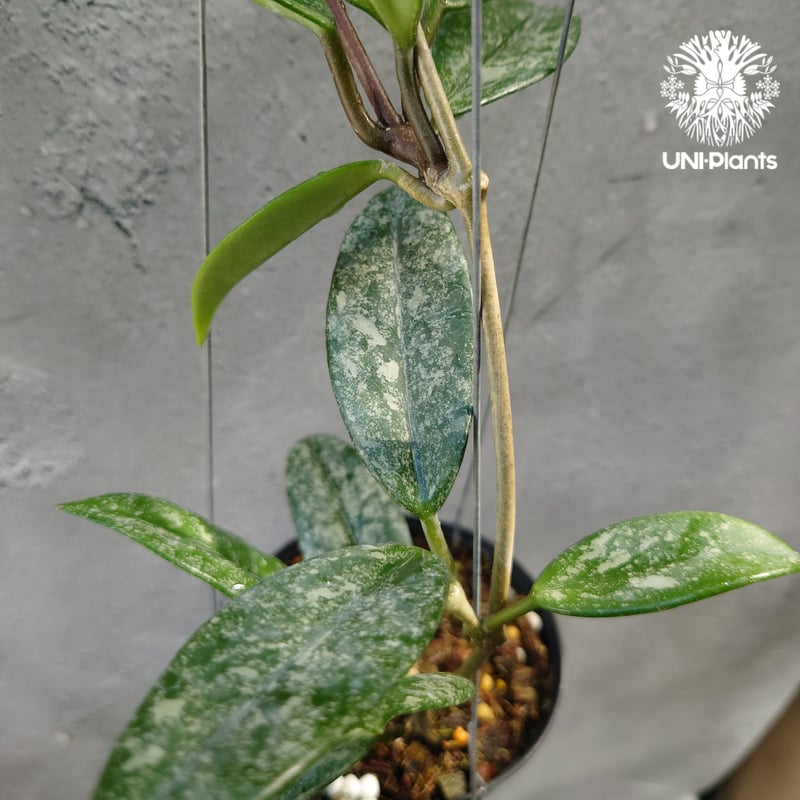 Hoya carnosa Wilbur Graves China ホヤ カルノサ ウィバー グ