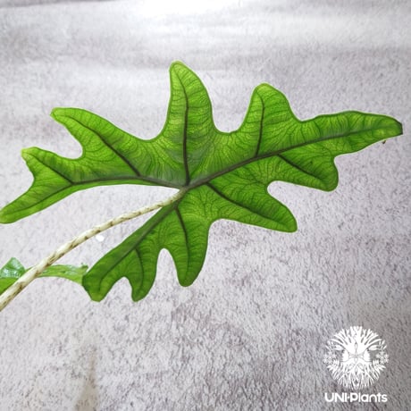Alocasia jacklyn アロカシア ジャクリン アロカシアジャックリン 観葉植物 珍奇植物  希少 珍しい インテリア植物 アロイド