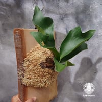 ビカクシダ キッチャクード シンリーフ Platycerium Kitshakood thin