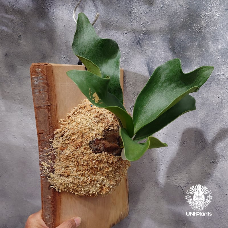 Platycerium hillii cv.Dragon ビカクシダ ヒリードラゴン コウモリ