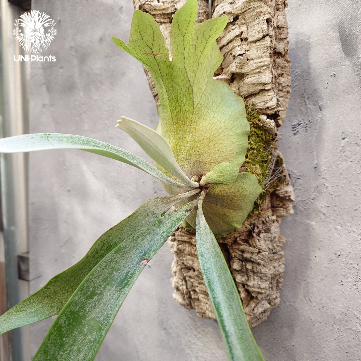 ビカクシダ ポールウェバー,プムラ（mix spore）